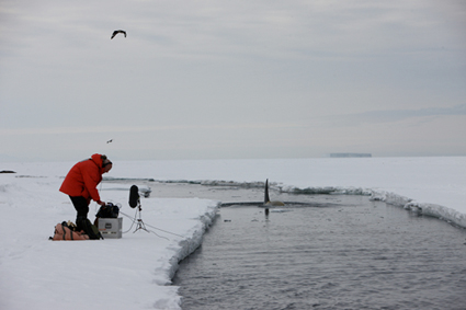 Chris Watson recording an orca in the Ross Sea