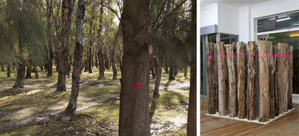 Danielle Hobbs, 7000 eucalypts, 2013, mixed media installation, Palimpsest