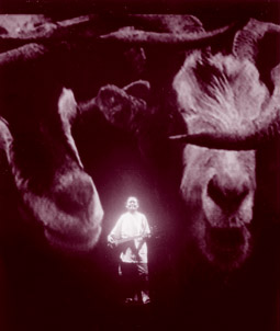Tsering Tsewang, Hanging onto the tail of a goat. A Tibetan Journey