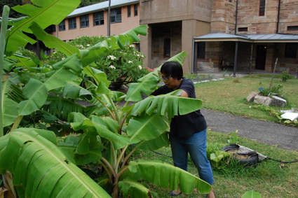Betty harvesting some banana leaf, Tending