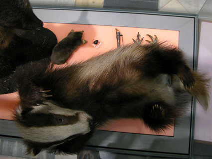 The taxidermied badger cub at Kelvingrove Museum (the badger is the UK’s largest native carnivorous land mammal)