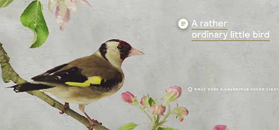 Discover the story of The Goldfinch